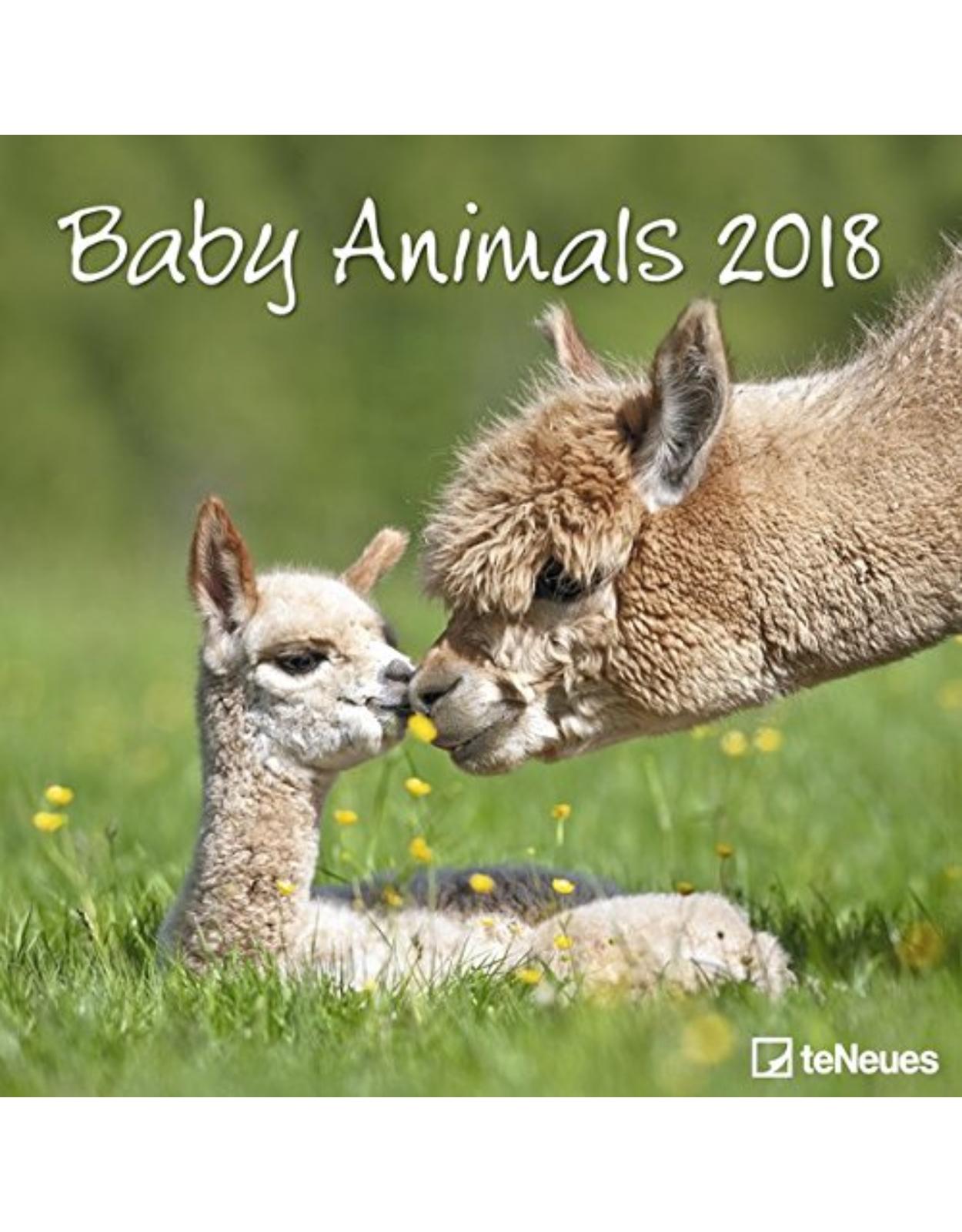 Calendar Baby Animals 2018