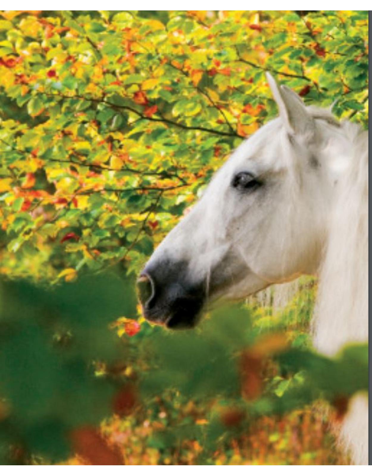Album de arta -Cei mai frumosi cai
