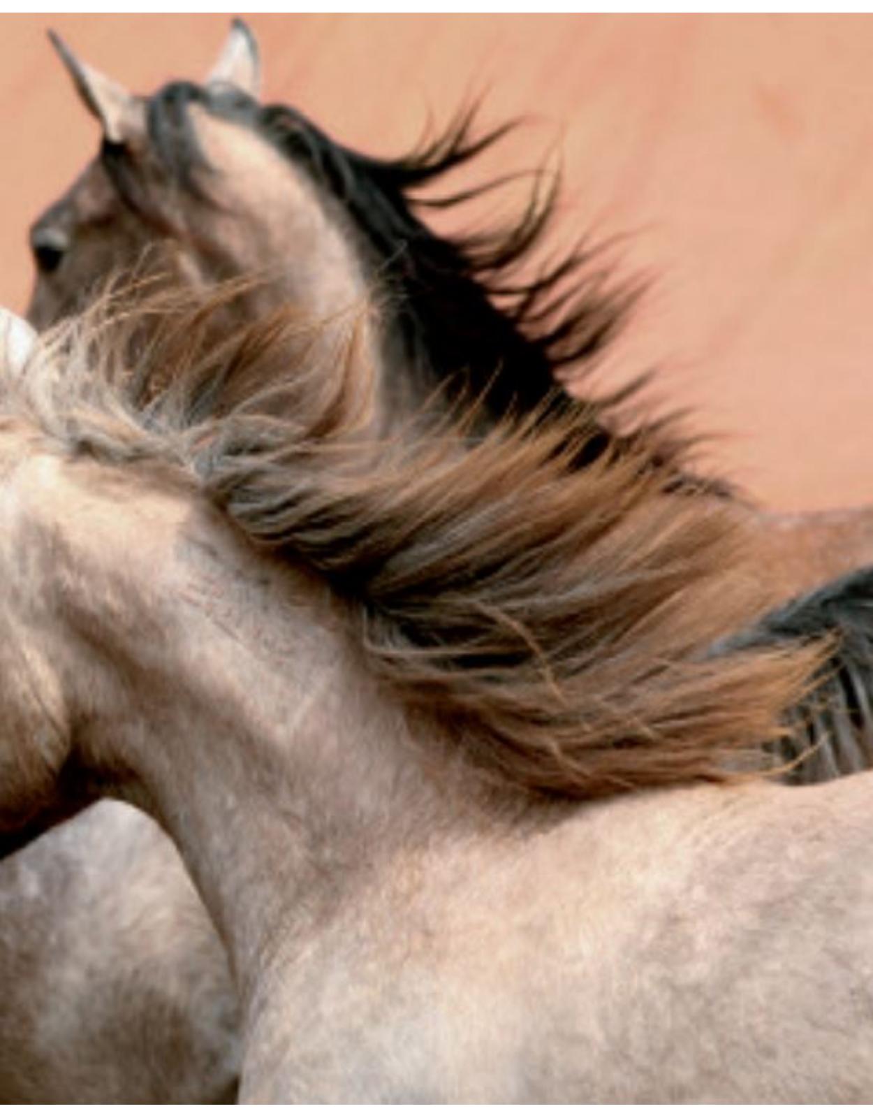 Album de arta -Cei mai frumosi cai
